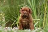 DOGUE DE BORDEAUX 280